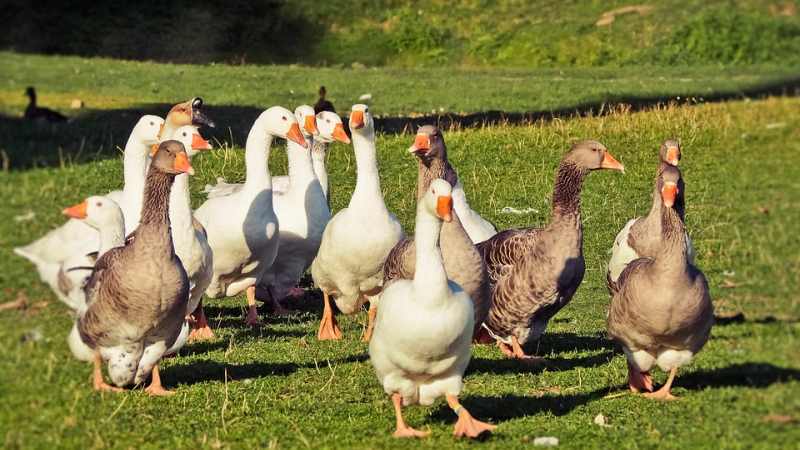 Concours général agricole de Paris : record de médailles pour la filière foie gras gersoise
