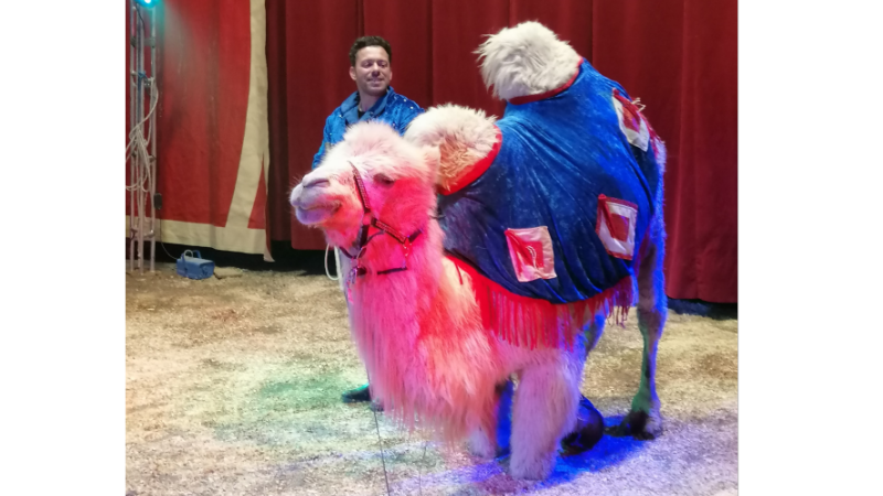 Allons au cirque ce week-end !