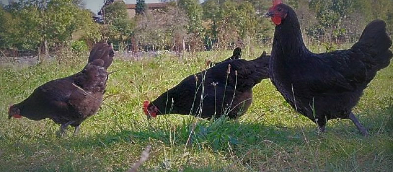 La Poule Noire d’Astarac-Bigorre : un sacré tempérament, jusque dans l’assiette