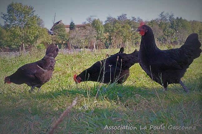 Photo Association Poule gasconne