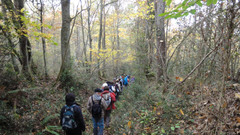 Les habitants des forêts !   Journée internationale des forêts