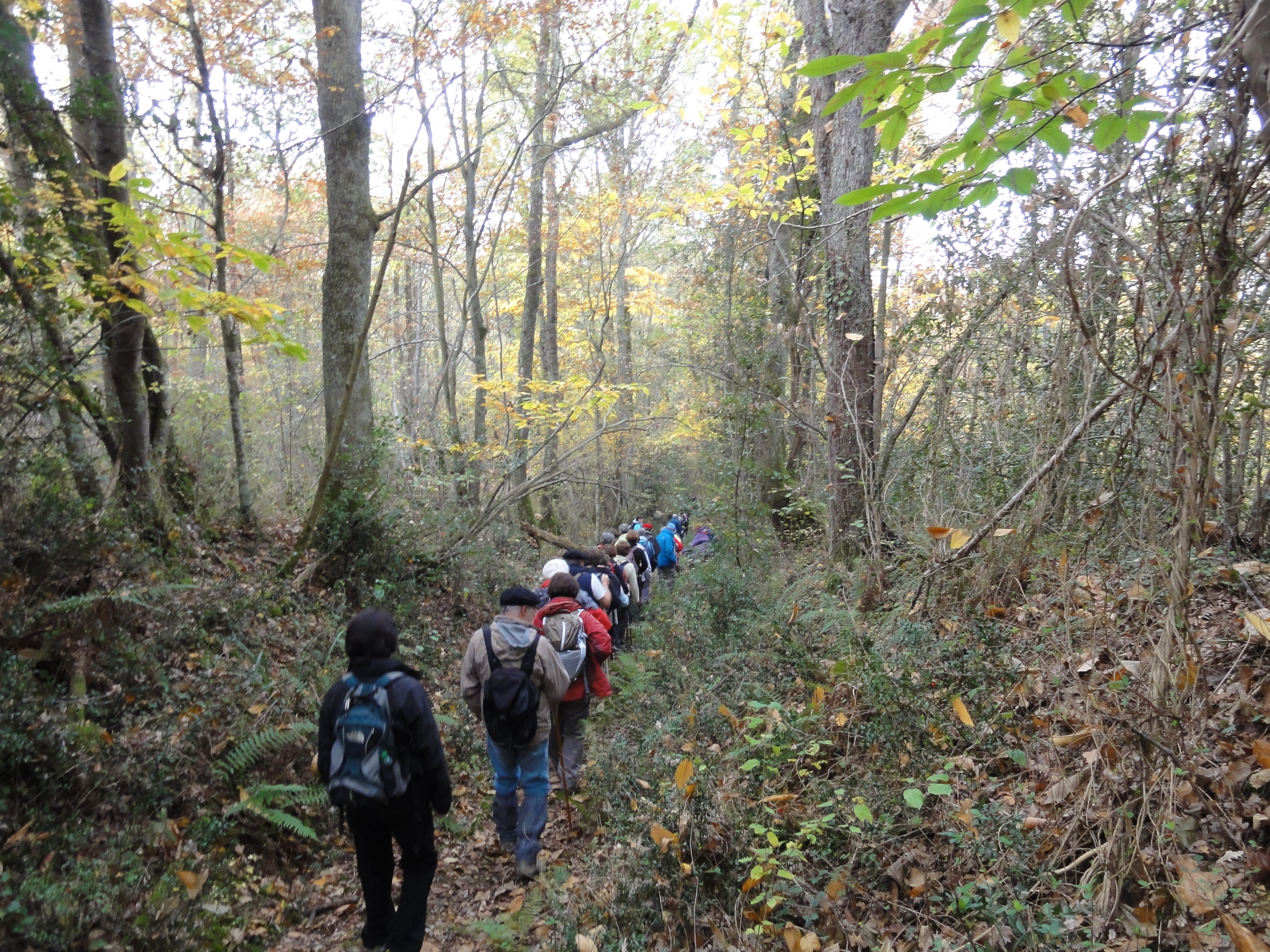 Marc, animateur nature, vous propose une sortie familiale (dès 6 ans) pour découvrir, redécouvrir, …  la forêt de Viella !  photo archives / Lionel Lemaire