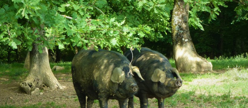 Le porc Noir de Bigorre, passionnément       