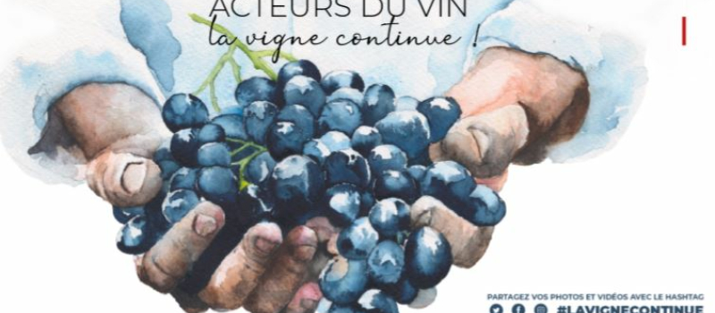 Les vignerons invités à partager leur quotidien sur les réseaux sociaux 
