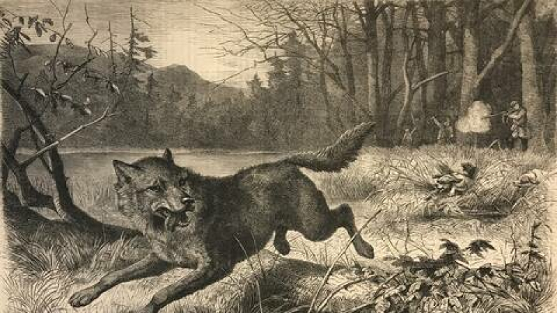 Loup y es-tu?