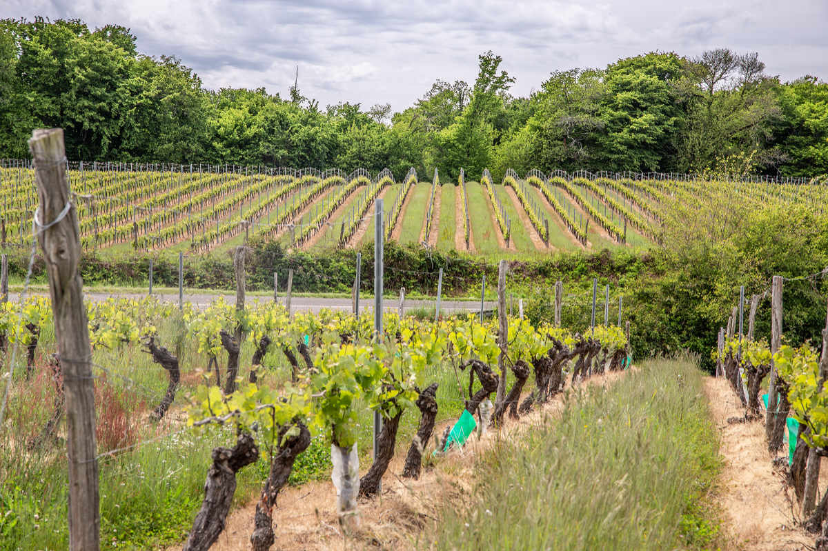 Les vignes gersoises - Photo Roand Houdaille Octobre 2019