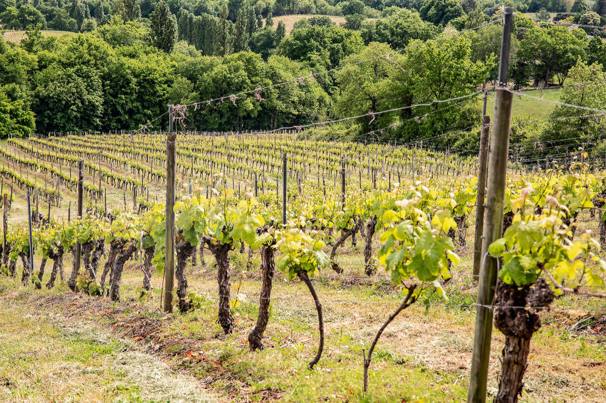 Des vignes gersoises - Photo Roland Houdaille