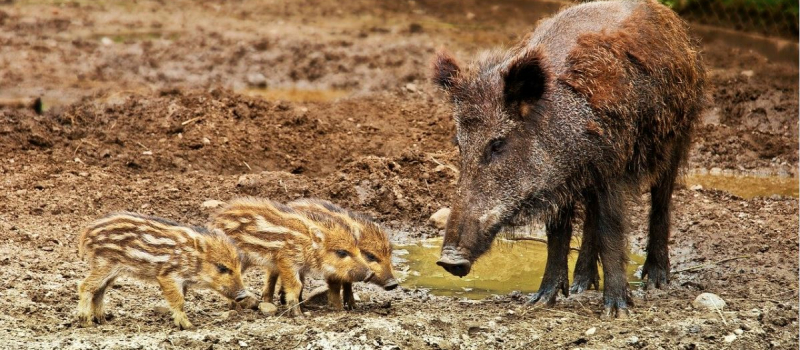 Le sanglier n'a rien contre le coronavirus 
