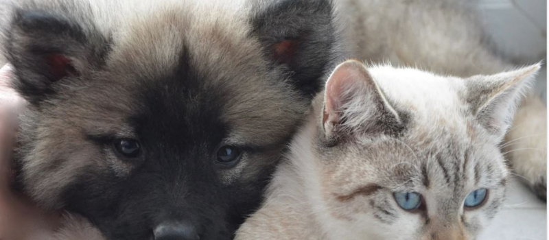 Les refuges pour chiens et chats bientôt à saturation