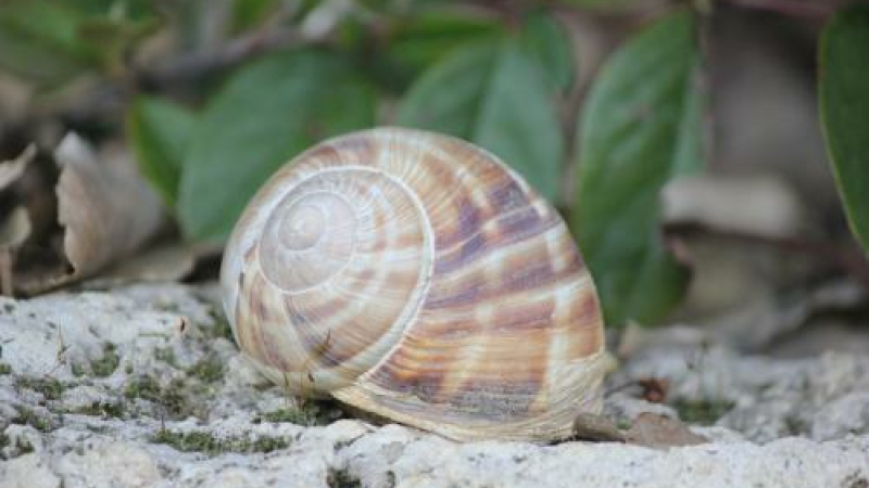 L'escargot de Bourgogne