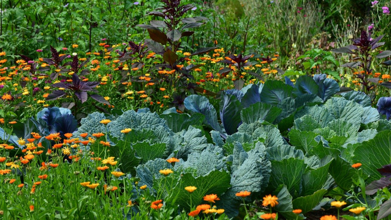 Concours des jardins écologiques 2020