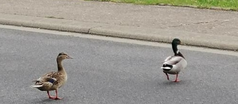 Des canards heureux...