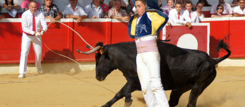Focus sur la course landaise, une tradition et un sport en danger