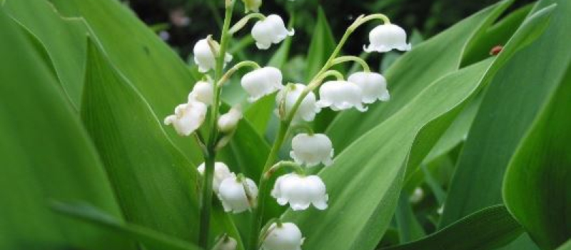 1er mai: la vente du muguet étroitement encadrée