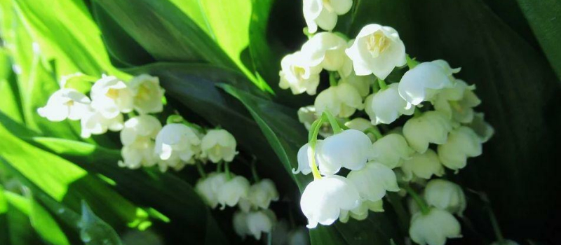1er mai confiné, mais parfumé