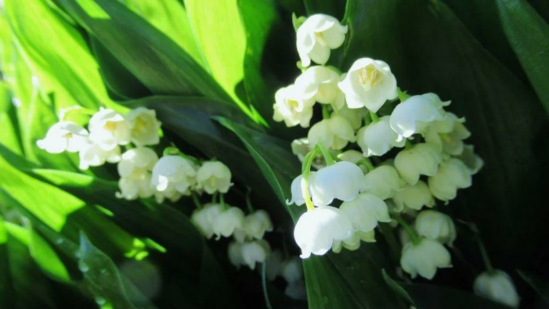1er mai confiné, mais parfumé