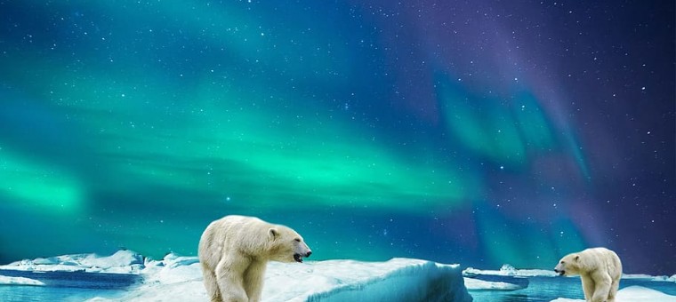 polar-bear-glass-bear-polar.jpg