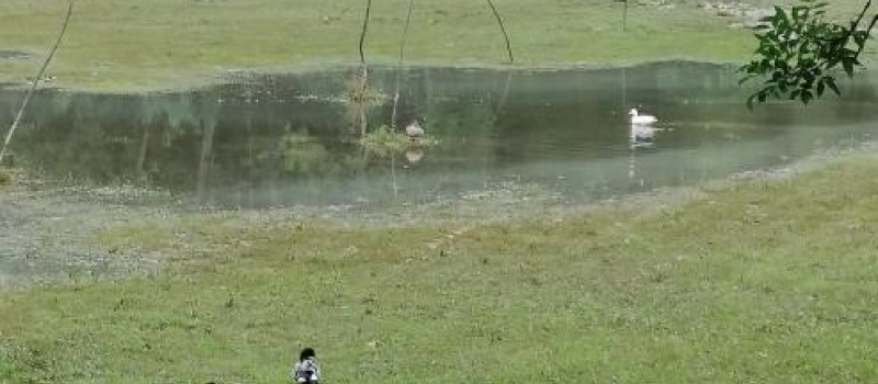 Une nouvelle aire de jeux pour les canards !