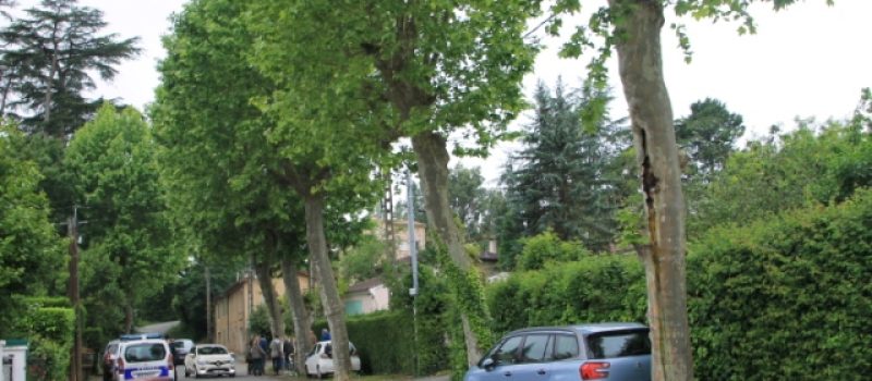 Sauvegarde des platanes