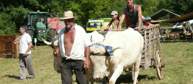 Le dressage des animaux pour le travail de la ferme 