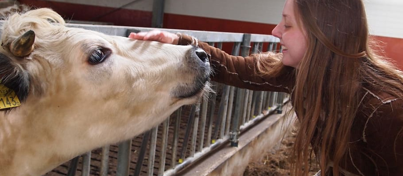 Le patois … et les vaches