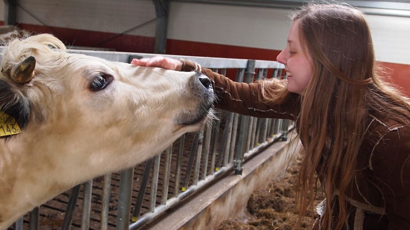 Le patois … et les vaches