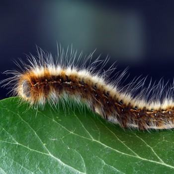 caterpillar-1727984_640.jpg