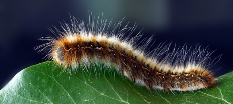 caterpillar-1727984_640.jpg