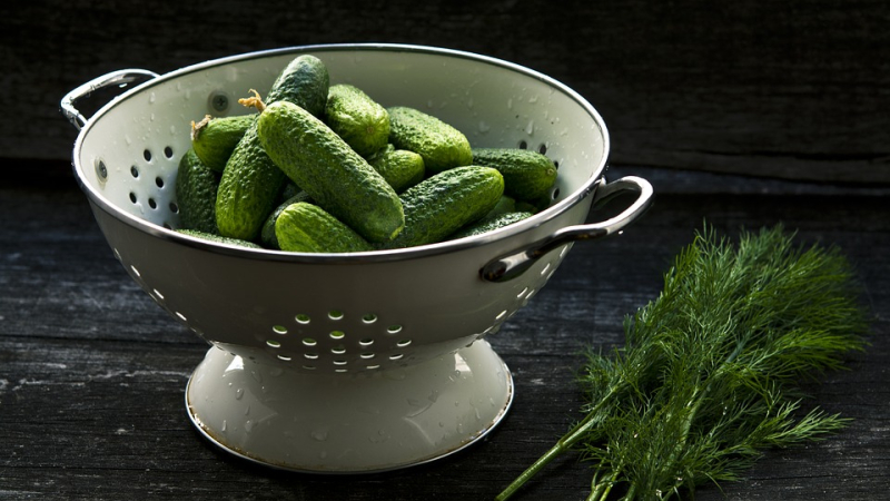 Vergers de Gascogne-Cap Bio réintroduit le cornichon en terre gersoise
