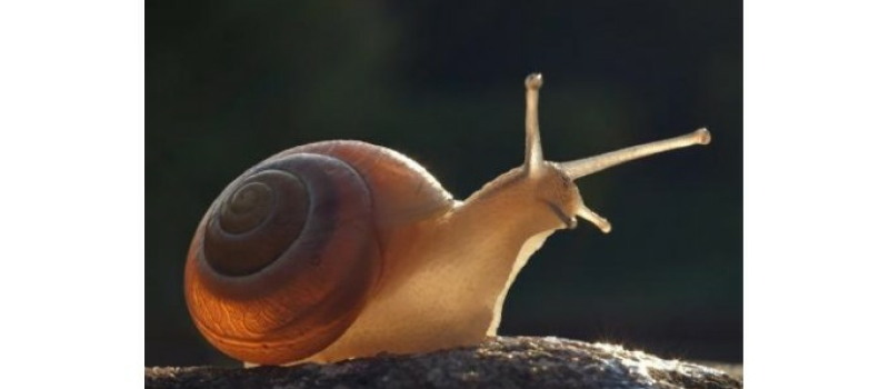 Une reconversion : de l'informatique à l'escargot !