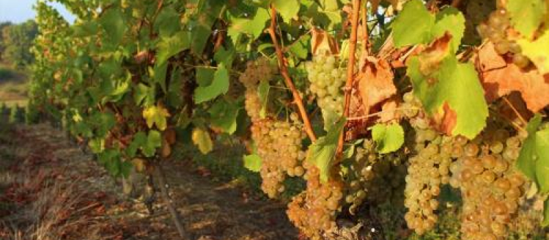 La balade de la semaine : découverte du Domaine viticole de Maubet, à Noulens, chez Nadège et Sylvain Fontan