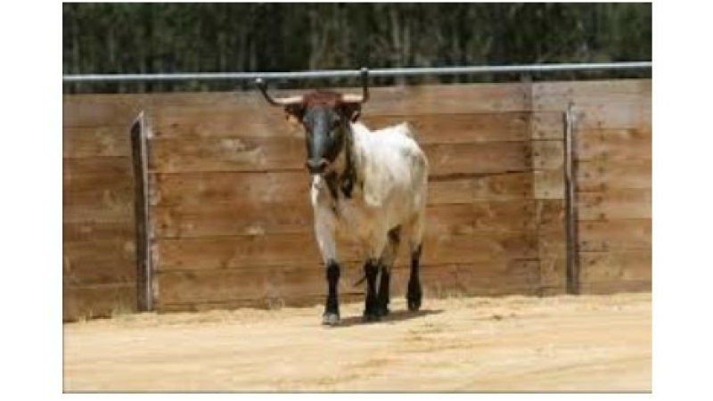 Les aficionados landais en deuil: Rosa, la terrible vache d’Intervilles,  est décédée le 14 juillet