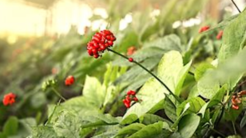 France Ginseng projette l’ouverture de deux nouvelles centrales photovoltaïques