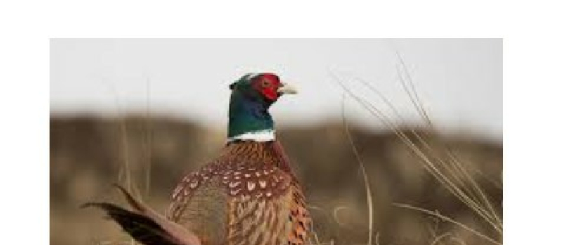 Bientôt la saison de la chasse...