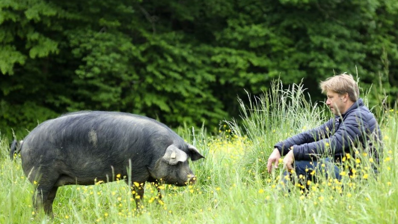 Le Porc Noir Gascon de Pierre Matayron