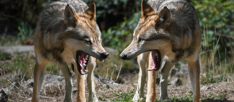 Des loups à Mazous.
