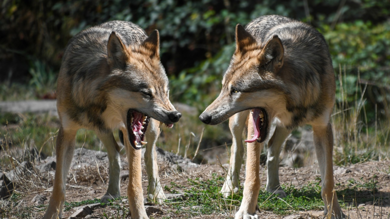 Des loups à Mazous.