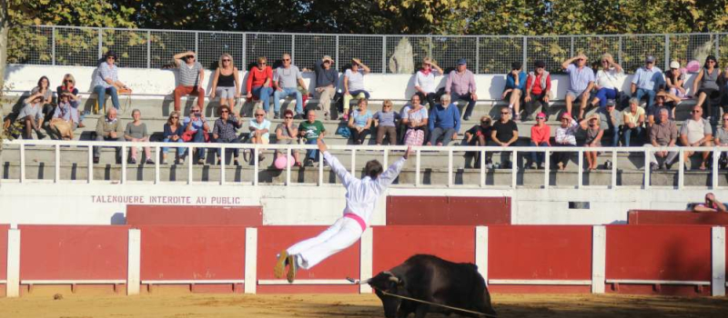 Course landaise festival