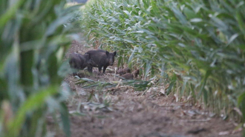 La Société de chasse informe