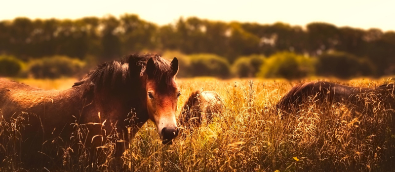 Chevaux mutilés: le Gers bientôt touché?