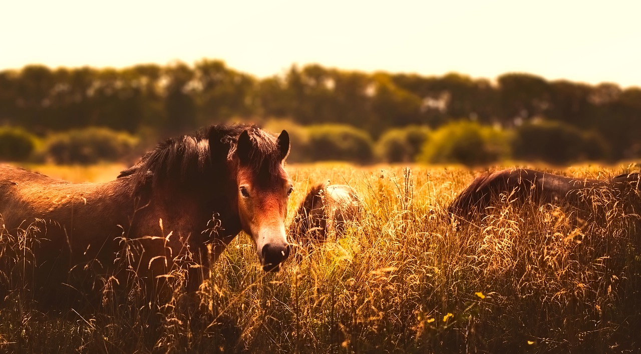 Les chevaux gersois menacés ? (photo: pixabay)