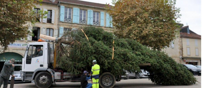 La ville recherche son sapin de Noël