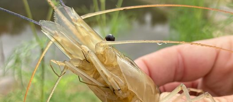 Par ici les gambas !
