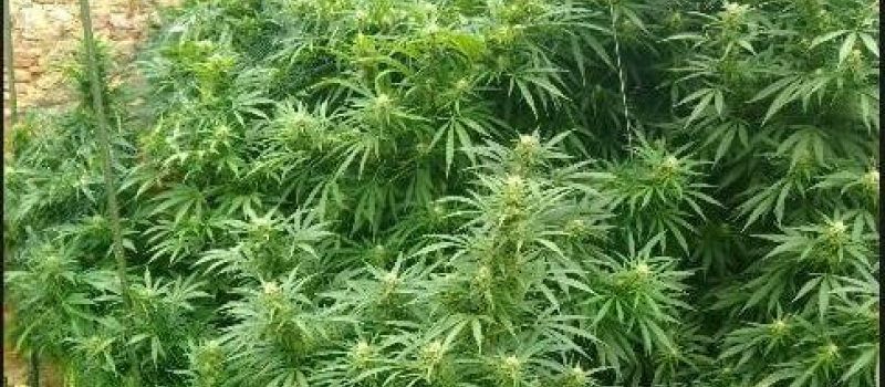 Saisies de cultures de cannabis