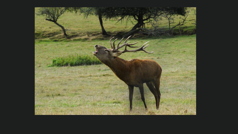 Le brame du cerf à la Ferme aux cerfs du Houga  