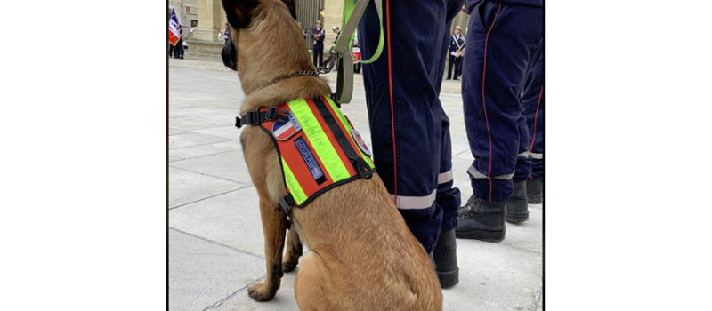 Ossia, la première chienne pompier du Gers en opération dans les alpes maritimes 