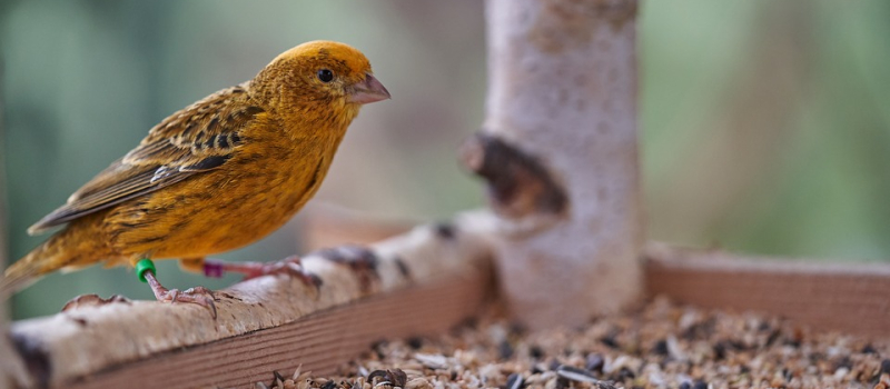 Nourrir les oiseaux des jardins