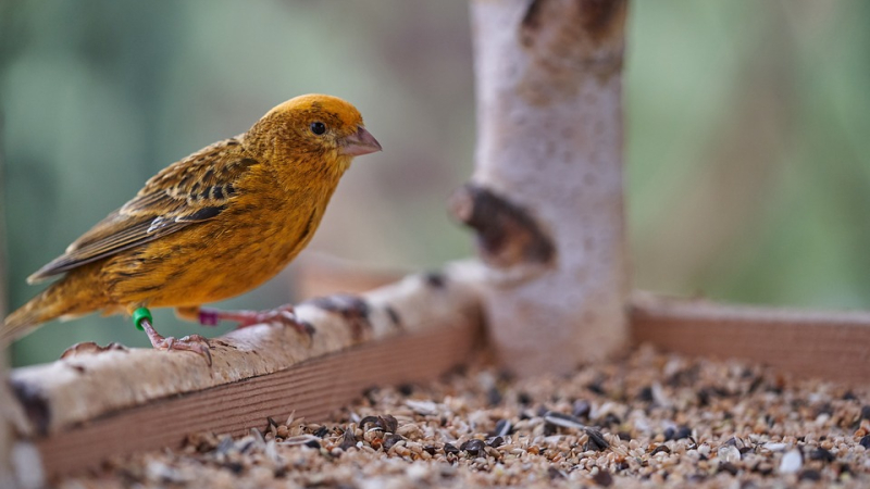 Nourrir les oiseaux des jardins