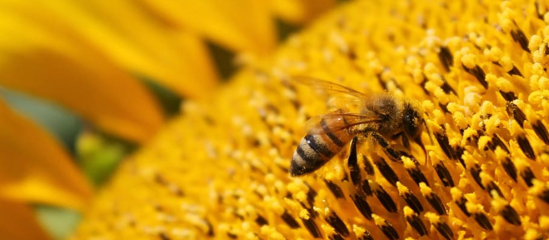 Plantez des arbres pour aider les abeilles
