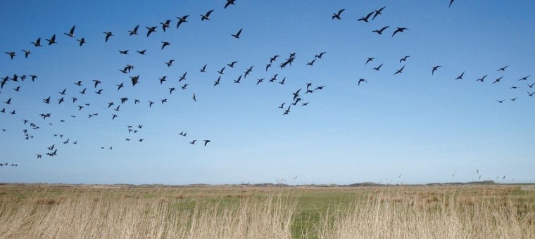 oiseaux migrateurs.JPG
